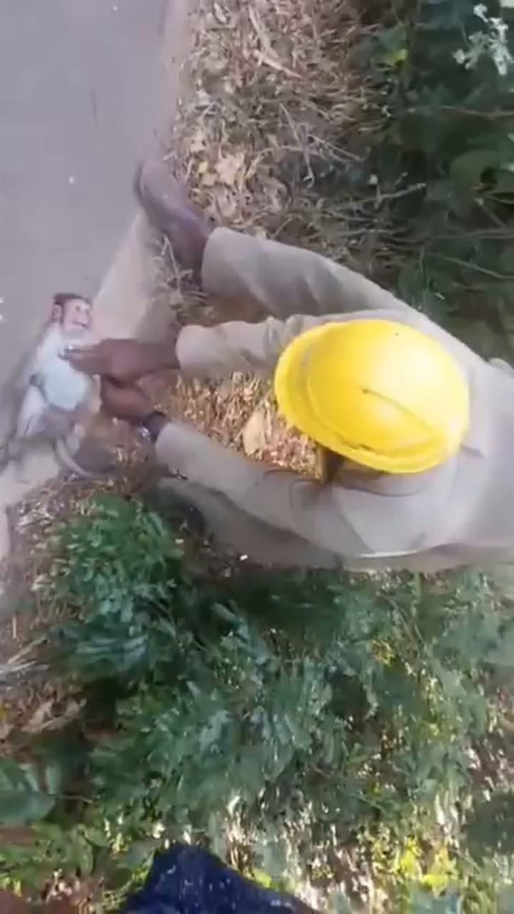 മനുഷ്യത്വം മരിച്ചിട്ടില്ല; വൈദ്യുതാഘാതമേറ്റ കുരങ്ങിനെ സിപിആര്‍ നല്‍കി രക്ഷിക്കുന്ന ലൈന്‍മാന്‍