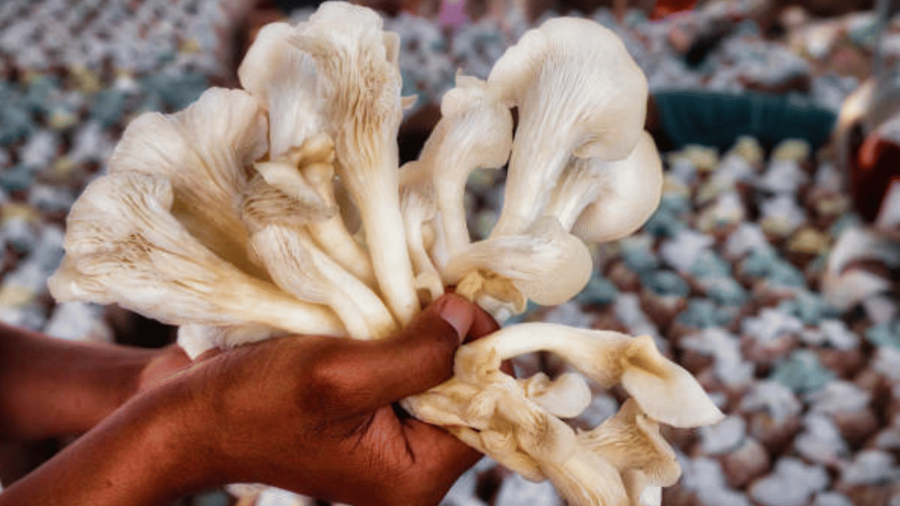 Mushroom Farming: ശമ്പളം തികയുന്നില്ലേ? മാസം അരലക്ഷം സമ്പാദിക്കാൻ വഴിയുണ്ട്! Mushroom Farming: ശമ്പളം തികയുന്നില്ലേ? മാസം അരലക്ഷം സമ്പാദിക്കാൻ വഴിയുണ്ട്!