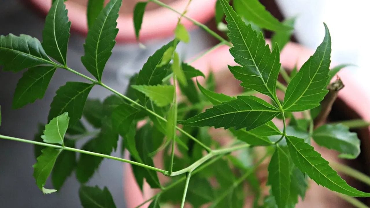 ജ്യോതിഷപരമായി നോക്കുമ്പോൾ വേപ്പ് ദേവിയുടെ പ്രതീകമായാണ് കണക്കാക്കുന്നത്. അവിവാഹിതരായവർ ആവർത്തിച്ച് നിരവധി ബുദ്ധിമുട്ടുകൾ നേരിടുന്നവർ മന്ത്രവാദം പോലുള്ള നെഗറ്റീവ് ശക്തികൾ അനുഭവിക്കുന്നവർ എന്നിവർ ഈ വർഷത്തെ മഞ്ഞളും കുങ്കുമവും ചേർത്ത് ആരാധിക്കുന്നത് നല്ല ഫലങ്ങൾ നൽകുമെന്നാണ് വിശ്വാസം.(PHOTO: TV9 NETWORK)