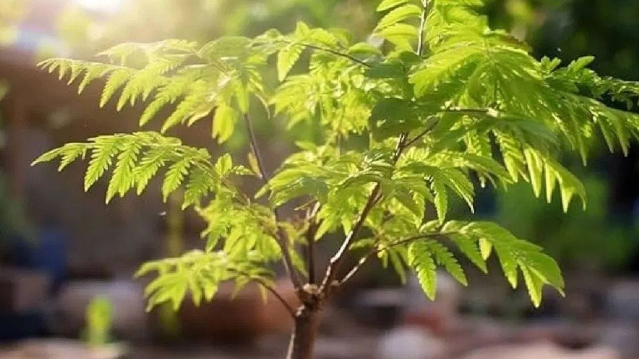 ശാസ്ത്രീയമായി പറയുകയാണെങ്കിൽ വേപ്പ് നമ്മുടെ ആരോഗ്യത്തിന് വളരെയധികം ഗുണം ചെയ്യും. വേപ്പിന്റെ ശുദ്ധ വായു നമ്മുടെ ശശന പ്രക്രിയ ആരോഗ്യകരമായ സഹായിക്കുന്നു. ഇതിന്റെ തൊലിക്കും ഇലകൾക്കും ആയുർവേദത്തിൽ നിരവധി ഔഷധഗുണങ്ങൾ ആണുള്ളത്. കൂടാതെ നിരവധി രോഗങ്ങൾക്കുള്ള ചികിത്സയായി ഉപയോഗിക്കുന്നു. വീടിനു ചുറ്റും ഒരു വേപ്പ് മരം ഉണ്ടായിരിക്കുന്നത് പ്രാണികളെയും രോഗങ്ങളെയും വീട്ടിൽ പ്രവേശിക്കുന്നത് തടയുന്നു. ഇത് ഒരു പ്രകൃതിദത്ത കീടനാശിനിയായി പ്രവർത്തിക്കുന്നു.(PHOTO: TV9 NETWORK)