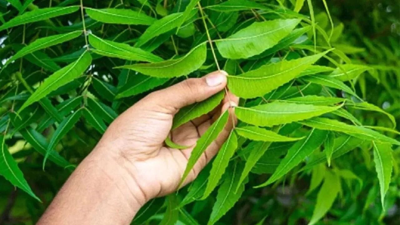  ആ പുരാതന കാലം മുതൽ ഇന്ത്യൻ സംസ്കാരത്തിൽ വേപ്പിന് ഒരു പ്രത്യേക പ്രാധാന്യമാണുള്ളത്. ആദ്യകാലങ്ങളിൽ എല്ലാവരും വീടിനു ചുറ്റും വേപ്പിന്റെ മരം നട്ടുപിടിപ്പിച്ചിരുന്നു. ആൽമരം അരളി എന്നിവയെ പോലെ തന്നെ സാമൂഹിക ഒത്തുചേരലുകൾക്കും കോടതി തീരുമാനങ്ങൾക്കും എല്ലാം വേപ്പ് മരവും സാക്ഷിയായിരുന്നു.(PHOTO: TV9 NETWORK)