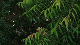 വീടിന്റെ മുന്നിൽ വേപ്പ് മരമുണ്ടോ? ഈ കാര്യങ്ങൾ അറിയാതെ പോകരു...