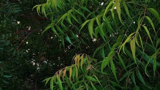 Rinku Singh: ഇതാണ് ഇന്ത്യ കാത്തിരുന്ന ഫിനിഷര്‍; എന്തുകൊണ്ട് ബിസിസിഐ വേണ്ടവിധം റിങ്കുവിനെ ഉപയോഗിച്ചില്ല? വിമര്‍ശനം