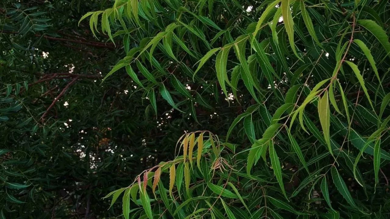 വീടിനടുത്ത് വേപ്പ് പരം ഉണ്ടാകുന്നത് മാനസികമായ പ്രശ്നങ്ങൾക്കും ദുഷ്ട ശക്തികളുടെ ആക്രമണത്തിനും കാരണമാകുമെന്ന് ചിലർക്കിടയിൽ ഒരു വിശ്വാസമുണ്ട്. എന്നാൽ ഈ വർഷത്തെ പോസിറ്റീവായും ശാസ്ത്രീയമായും നോക്കുമ്പോൾ ഇതിന് നിരവധി ഗുണങ്ങളും കാണാൻ സാധിക്കും.(PHOTO: TV9 NETWORK)