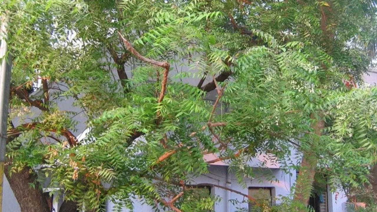 ജ്യോതിഷപരമായി, ശനി, രാഹു, കേതു എന്നീ ഗ്രഹങ്ങളുടെ പ്രതികൂല ഫലങ്ങൾ കുറയ്ക്കാൻ വേപ്പ് മരം സഹായിക്കുന്നു. കർമ്മഫലങ്ങൾ പൂർണ്ണമായും മാറ്റാൻ കഴിയില്ലെങ്കിലും, അവയുടെ ഫലങ്ങൾ കുറയ്ക്കാൻ കഴിയും. യാത്ര ചെയ്യുമ്പോൾ രണ്ട് വേപ്പില നിങ്ങളുടെ പോക്കറ്റിൽ സൂക്ഷിക്കുകയോ ഒരു ഇല കഴിക്കുകയോ ചെയ്യുന്നത് ശുഭകരമായി കണക്കാക്കപ്പെടുന്നു.(PHOTO: TV9 NETWORK)