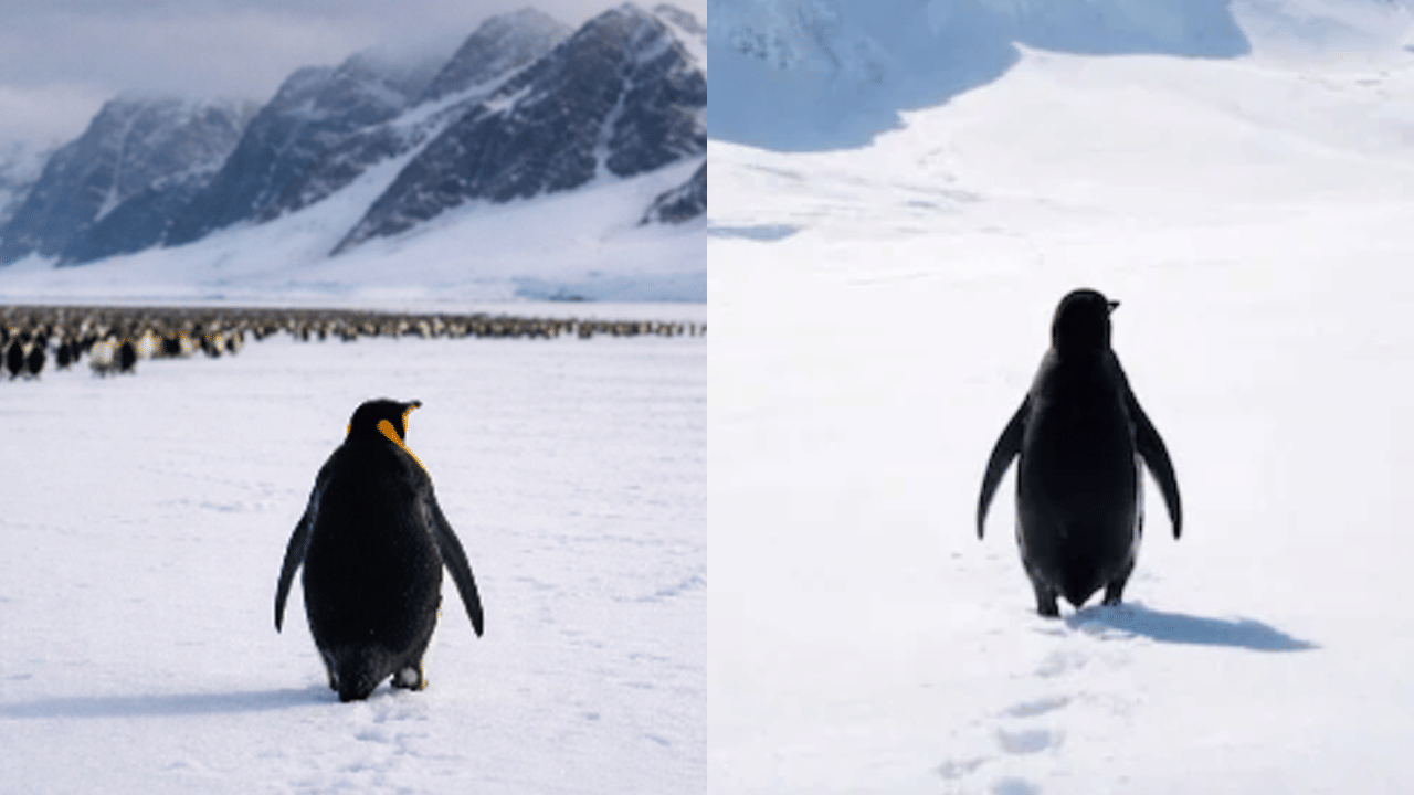 Nihilist Penguin Viral Video: ഒറ്റയ്ക്ക് നടന്നകലുന്ന പോരാളി, വൈറലായ പെൻ​ഗ്വിൻ വീഡിയോയ്ക്ക് പിന്നിലെ കഥ