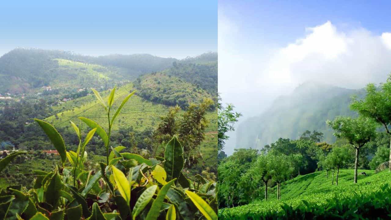 Nilgiri: ദക്ഷിണേന്ത്യയുടെ നീലവസന്തം; നീലഗിരിയിലേക്ക് ഒരു യാത്ര പോയാലോ Nilgiri: ദക്ഷിണേന്ത്യയുടെ നീലവസന്തം; നീലഗിരിയിലേക്ക് ഒരു യാത്ര പോയാലോ