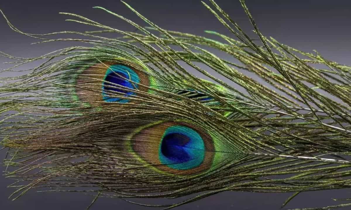 Peacock Feather Vastu: പണത്തെ ആകർഷിക്കാൻ മയിൽപ്പീലി! വീട്ടിലെ 5 സ്ഥലങ്ങളിൽ വയ്ക്കൂ