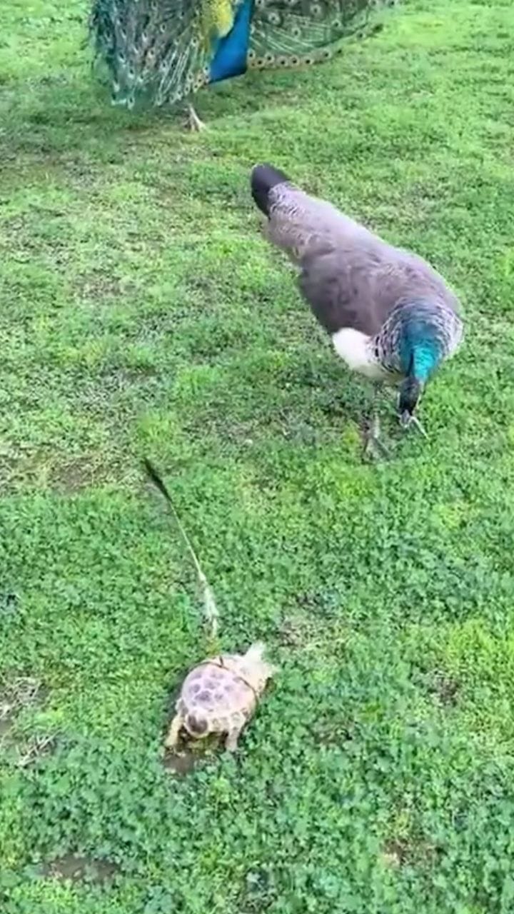 മയിൽക്കൂട്ടത്തിനിടക്ക് മറ്റൊരാൾ