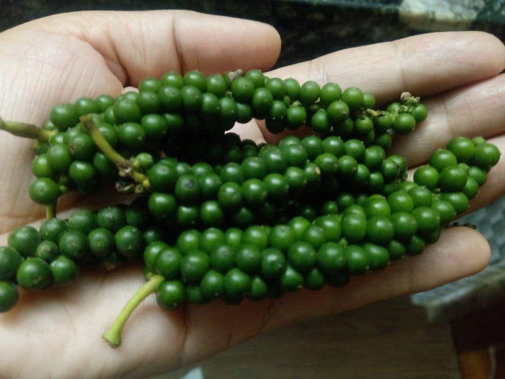 ചേരുവകൾ : ചക്കച്ചുള ,ചക്കക്കുരു, പയർ ,പച്ച കുരുമുളക്, ചുരണ്ടിയ തേങ്ങ, ജീരകം , ജീരകം,കാ‍ന്താരി മുളക് ,വെളുത്തുള്ളി, ചുവന്നുള്ളി,നെയ്യ്, മഞ്ഞൾ പൊടി,ഉപ്പ്, വെള്ളം
