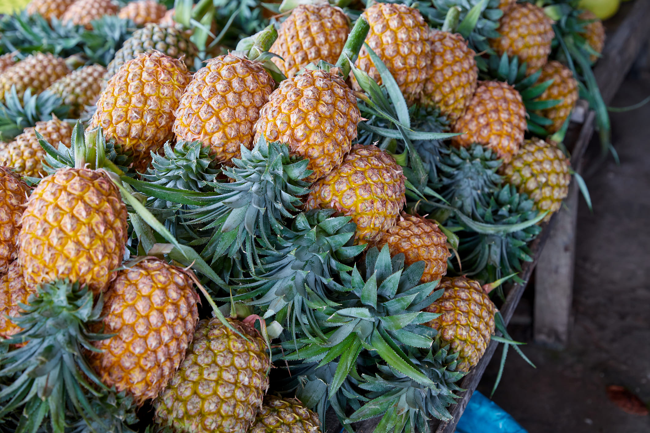  ഏറെ ആരോ​ഗ്യ ​ഗുണമുള്ള ഒന്നാണ് പൈനാപ്പിൾ. മികച്ച രുചിയും പോഷക ​ഗുണങ്ങളും അടങ്ങിയ പൈനാപ്പിൾ കഴിക്കാൻ ഇഷ്ടപ്പെടുന്നവരാണ് മിക്കവരും. ശരീരഭാരം കുറയ്ക്കാനും ദഹനം മെച്ചപ്പെടുത്താനും സഹായിക്കുന്നതുൾപ്പെടെ നിരവധി ആരോഗ്യഗുണങ്ങൾ കൈതച്ചക്കയ്ക്കുണ്ട്. (​Image Credits: Getty Images)
