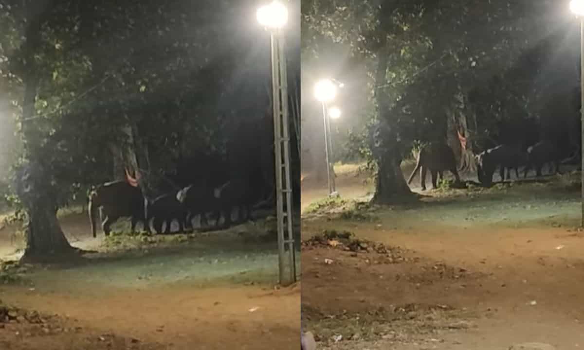 Sabarimala wild elephant herd: ശബരിമലയിൽ ആശങ്ക സൃഷ്ടിച്ച് കാട്ടാനക്കൂട്ടം ഇറങ്ങി; തീർത്ഥാടകർക്ക് തൊട്ടരികേ, ജാഗ്രതനിർദ്ദേശം