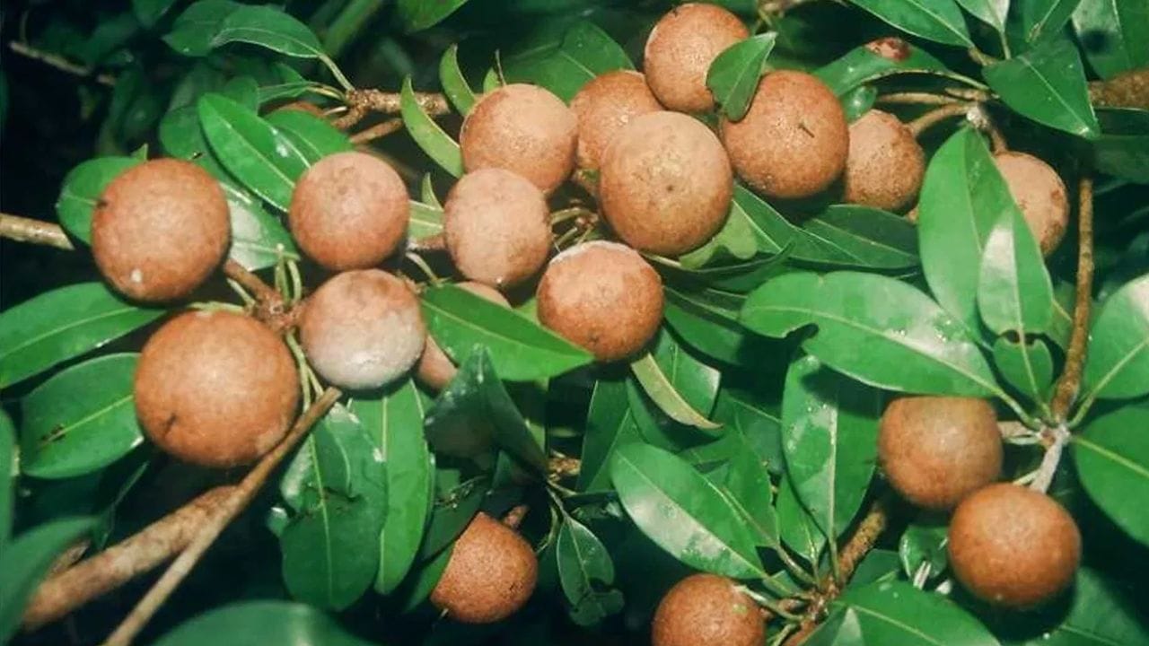 സപ്പോട്ട: വിവാഹ കാര്യങ്ങളിൽ തടസ്സം അനുഭവപ്പെടുന്നവർ നിങ്ങളുടെ ഇഷ്ട ദേവനോ ദേവതയ്ക്കോ സപ്പോട്ട സമർപ്പിക്കുന്നത് നല്ലതായി കണക്കാക്കുന്നു. കൂടാതെ ജീവിതത്തിൽ നമ്മൾ ശത്രു ദോഷവുമായി ബന്ധപ്പെട്ട കാര്യങ്ങൾക്ക് പരിഹാരം ഉണ്ടാകും. കൂടാതെ നല്ല ബന്ധങ്ങൾ ഉണ്ടാകുവാൻ സഹായിക്കും.(PHOTO: TV9)