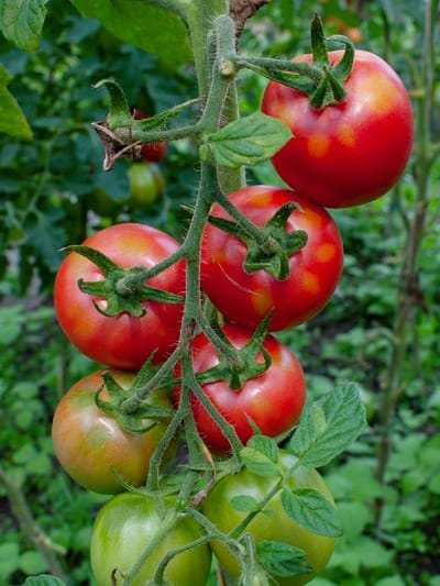 തക്കാളി ഫ്രിഡ്ജിലാണോ സൂക്ഷിക്കുന്നത്..?