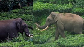 പടയപ്പയെ സൂക്ഷിക്കണം മദപ്പാടിലാണ്; നിർദേശവുമായി വനംവകുപ്പ്