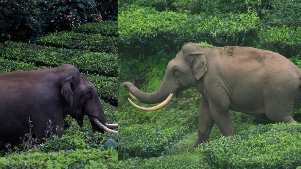 Tusker Padayappa: പടയപ്പയെ സൂക്ഷിക്കണം മദപ്പാടിലാണ്; ജാഗ്രതാ നിർദേശവുമായി വനംവകുപ്പ്