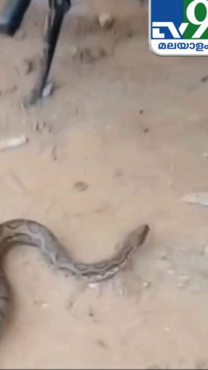 ഒറ്റനോട്ടത്തിൽ കണ്ടാൽ പെരുമ്പാമ്പാണെന്നെ പറയൂ, പക്ഷേ ഇനം വേറെയാ! അണലി