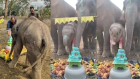 ആനക്കുട്ടിക്കൊരു സർപ്രൈസ് പിറന്നാൾ; കണ്ണ് നനയിക്കും ഈ വീഡിയോ