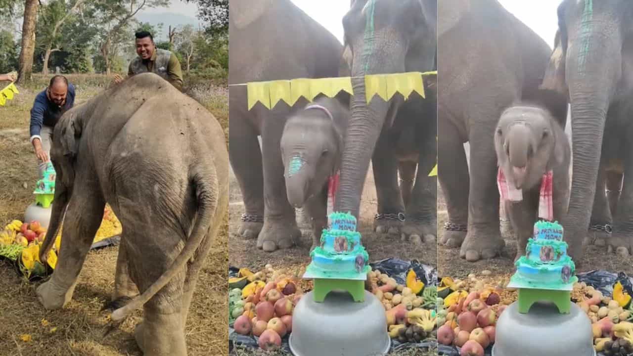 Viral Video: ആനക്കുട്ടിക്കൊരു സർപ്രൈസ് പിറന്നാൾ; കണ്ണ് നനയിക്കും ഈ വീഡിയോ, വൈറലായി ഒരു ജന്മദിനാഘോഷം