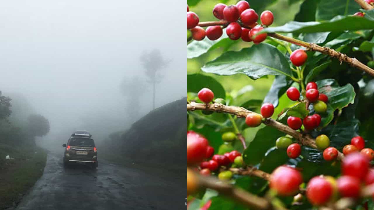 Unexpected rain Kerala : മകരത്തിൽ മഴ പെയ്തു, കാപ്പി പൂത്തു, പക്ഷെ നല്ല കുത്തരിയുടെ കഞ്ഞിമോഹം പൊലിഞ്ഞ് വയനാടൻ കർഷകർ