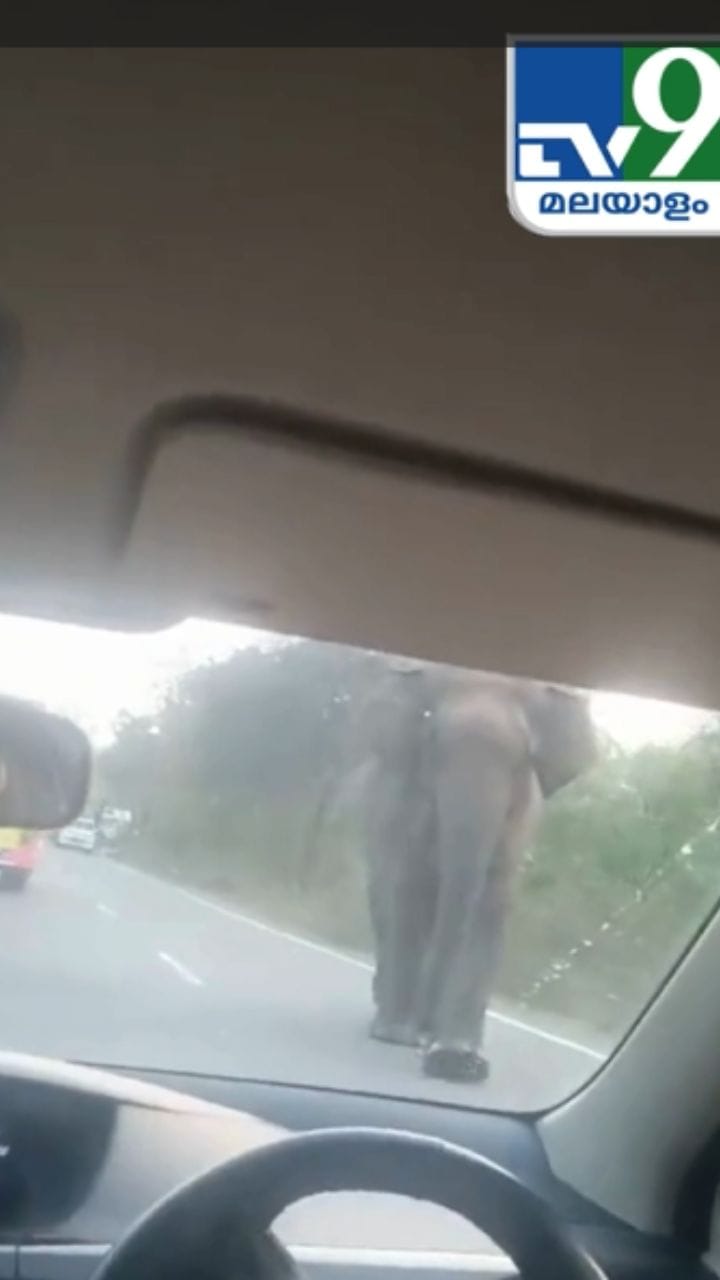 കാറിനെ നേരെ പാഞ്ഞടുത്ത് കാട്ടാന, രക്ഷപ്പെട്ട് ഭാഗ്യകൊണ്ട് മാത്രം