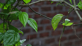 ഇടവിളയായി കൃഷി ചെയ്യാം; 20,000 വരെ ലാഭം നേടാം