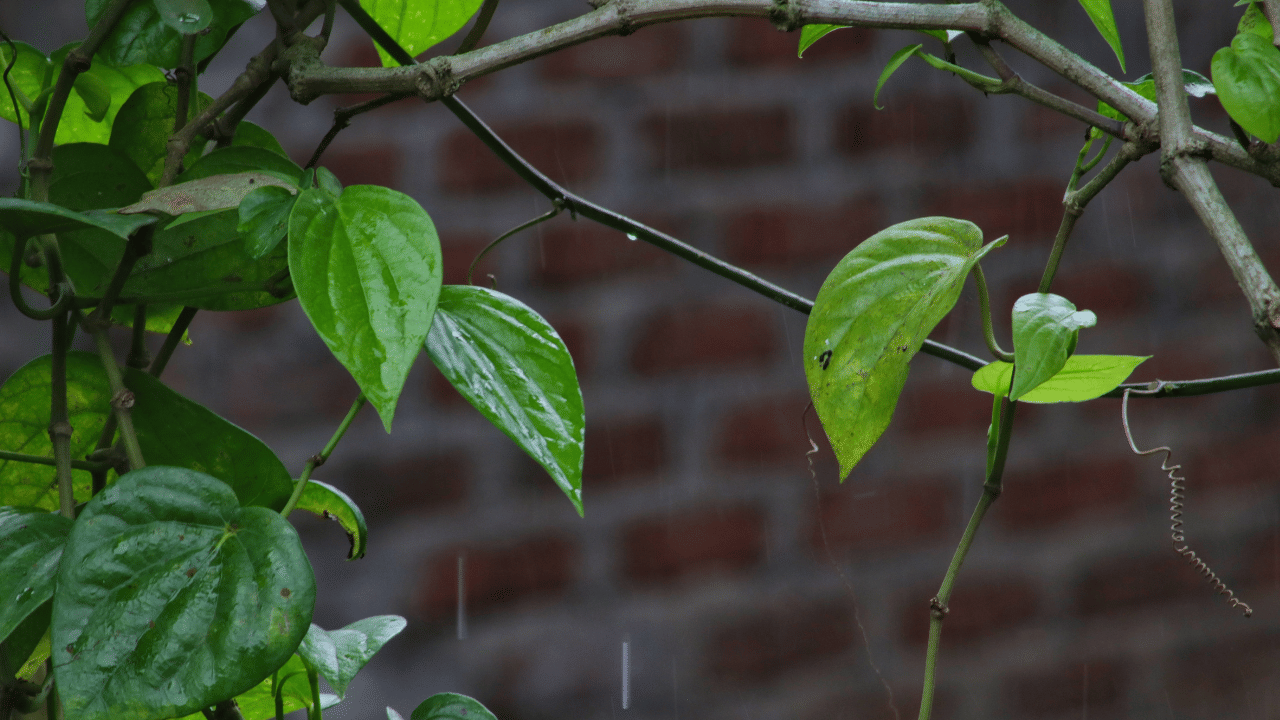 Betel Farming: ഇടവിളയായി കൃഷി ചെയ്യാം; 20,000 രൂപ വരെ ലാഭം നേടാം