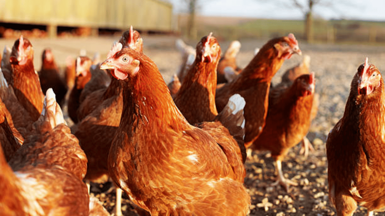 വിലക്കയറ്റം തുടര്ന്നാല് വലിയ പ്രതിസന്ധിയാണ് നേരിടുകയെന്ന് ഉപഭോക്താക്കള് പറയുന്നു. സിവില് സപ്ലൈസ് വിഭാഗം കര്ശനമായ ഇടപെടല് നടത്തിയില്ലെങ്കില് കട അടപ്പ് സമരത്തിലേക്ക് പോകുമെന്ന് കോഴിക്കോട് ജില്ലയിലെ ചിക്കന് വ്യാപാരി വ്യവസായി സമിതി അറിയിച്ചിട്ടുണ്ട്. (Image Credit: Getty Images)