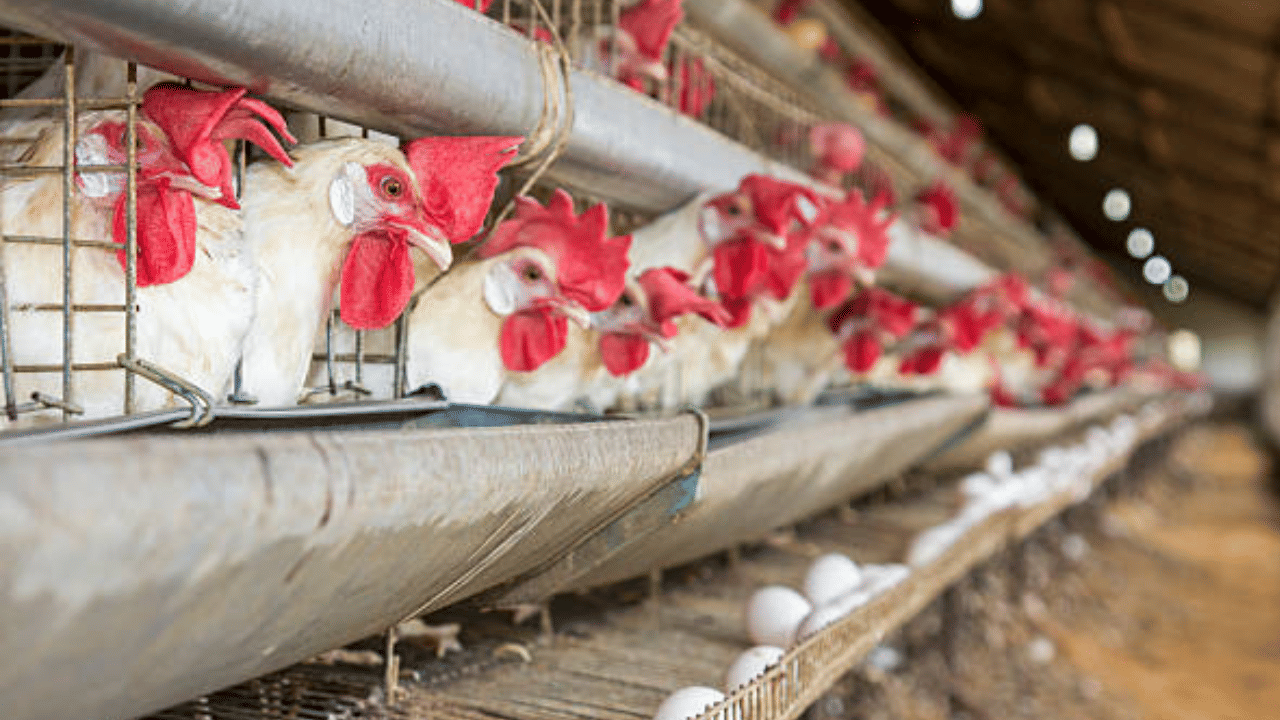 പച്ചക്കറി, മുട്ട തുടങ്ങി വിലക്കയറ്റത്തിൽ വലയുന്ന മലയാളികൾക്ക് മറ്റൊരു തിരിച്ചടി കൂടി. സംസ്ഥാനത്ത് പിടിവിട്ട് കോഴിയിറച്ചി വില ഉയരുന്നു. കോഴിക്കോട് ബ്രോയിലര് കോഴി ഇറച്ചി കിലോയ്ക്ക് 290 രൂപ വരെ എത്തിയിട്ടുണ്ട്. രണ്ടാഴ്ച മുമ്പ് വില കിലോയക്ക് ഇരുനൂറ് രൂപയായിരുന്നു.