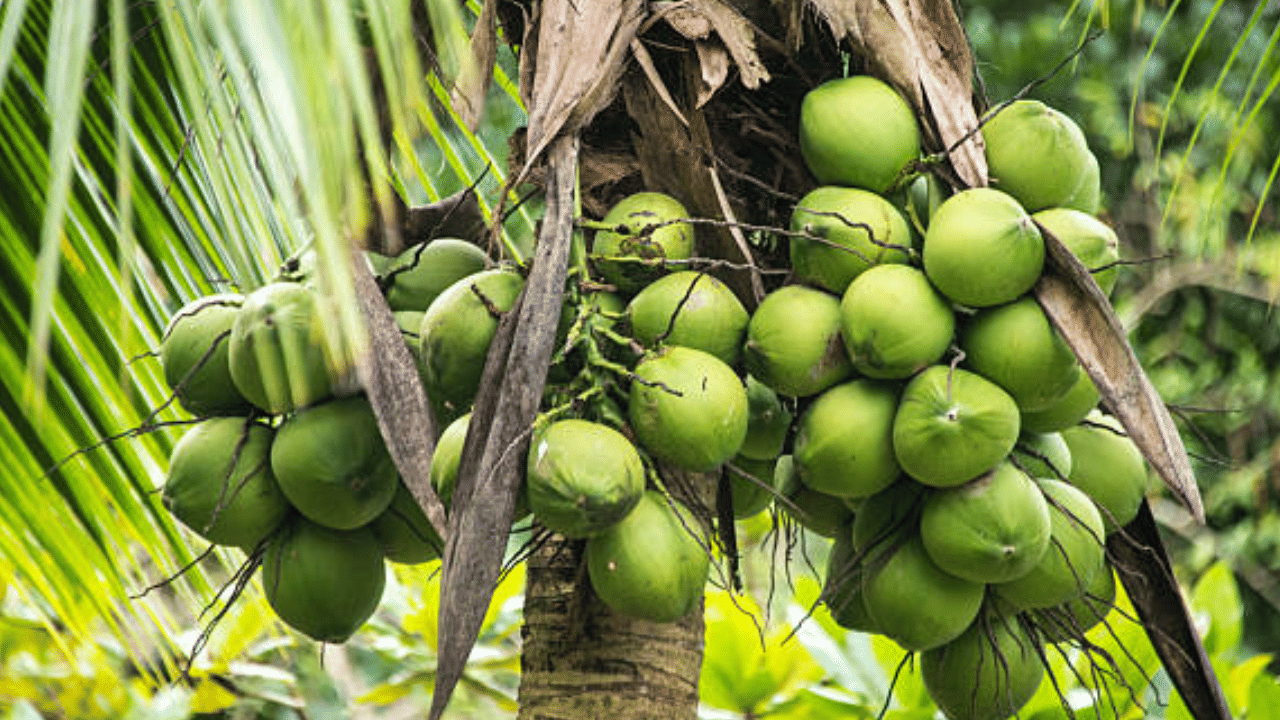 വിപണിയിൽ നാളികേരത്തിൻ്റെ ലഭ്യത കുറഞ്ഞതായിരുന്നു നേരത്തെ വില കുതിച്ചുയരാൻ കാരണമായത്. എന്നാൽ ഇപ്പോൾ കഥയാകെ മാറി. ചെറുകിട വിപണിയിലടക്കം തേങ്ങ ധാരാളം എത്തുന്നുണ്ട്. കൂടാതെ, തമിഴ്നാട്, കർണാടക തുടങ്ങിയ സംസ്ഥാനങ്ങളിൽ വിളവെടുപ്പ് കൂടി. 
