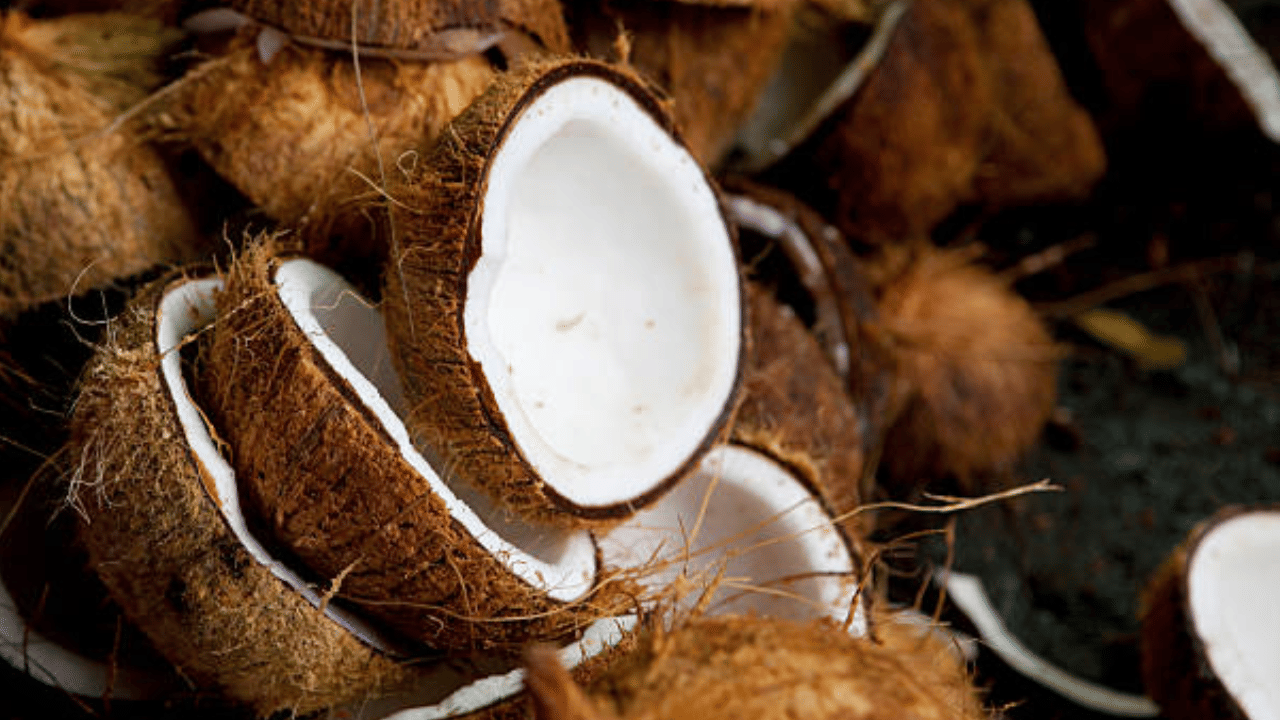 കഴിഞ്ഞ വർഷത്തിൽ വൻ ലാഭം നേടിയ നാളികേര കർഷകർക്ക് 2026 അത്ര ശുഭകരമല്ല. വിലയിൽ വൻ ഇടിവാണ് സംഭവിച്ചത്. ചരിത്രത്തിലെ ഏറ്റവും വലിയ തുകയായ 78 രൂപയിൽ നിന്ന് പച്ചത്തേങ്ങ വില നിലവിൽ കിലോയ്ക്ക് 55 രൂപ നിരക്കിലേക്ക് താഴ്ന്നു. വില ഇനിയും കുറഞ്ഞേക്കുമെന്നാണ് സൂചന.
