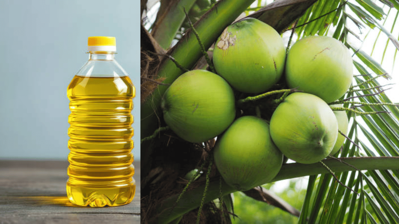 തേങ്ങയുടെ ലഭ്യത കൂടിയതാണ് വെളിച്ചെണ്ണ വിപണിക്ക് നേട്ടമായത്. മാസങ്ങൾക്ക് മുമ്പ് റെക്കോർഡുകൾ ഭേദിച്ചതോടെ മലയാളികളുടെ അടുക്കളയിൽ നിന്ന് വെളിച്ചെണ്ണ പുറത്തായി. വിപണിയിൽ വ്യാജന്മാരും വന്നു. എന്നാൽ നിലവിലെ സാഹചര്യത്തിൽ വെളിച്ചെണ്ണ വീണ്ടും തിളങ്ങുകയാണ്. എന്നാൽ വില പതുങ്ങുന്നത് കുതിക്കാനാണോ എന്ന സംശയവുമുണ്ട്. (Image Credit: Getty Image)