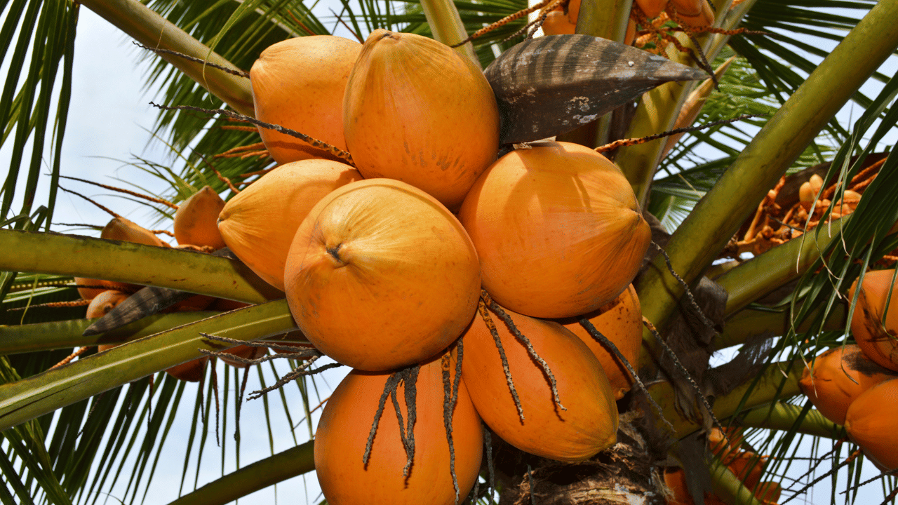 കൊപ്രവിലയും താഴ്ന്നിട്ടുണ്ട്. ഓണക്കാലത്ത് കൊപ്രയ്ക്ക് 300 രൂപയായിരുന്നു മൊത്തവില. എന്നാൽ ഇപ്പോൾ കൊപ്രയുടെ മൊത്തവില കുറഞ്ഞ് 220 രൂപയിലെത്തിയിട്ടുണ്ട്. കേരളത്തിൽ തേങ്ങ വിലയും കുറഞ്ഞിട്ടുണ്ട്. പൊതിക്കാത്ത തേങ്ങ ഒന്നിന് 32 രൂപയും പൊതിച്ച തേങ്ങയ്ക്ക് 60 രൂപയായും കുറഞ്ഞിട്ടുണ്ട്.
