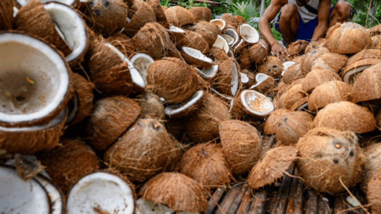 കൊപ്രവില കൂടിയാൽ സംസ്ഥാനത്തെ ചെറുകിട ഓയിൽ മില്ലുകൾ പലതും അടച്ചുപൂടേണ്ട സ്ഥിതിയാകുമെന്നും മില്ലുടമകളുടെ സംഘടന പറയുന്നു. കൊപ്ര വില കൂടിയാൽ സ്വാഭാവികമായും സംസ്ഥാനത്തെ വെളിച്ചെണ്ണ വിലയും ഉയരും. ഇത് മലയാളികളുടെ അടുക്കള ബജറ്റിന്റെ താളം തെറ്റിക്കും. (Image Credit: Getty Images)
