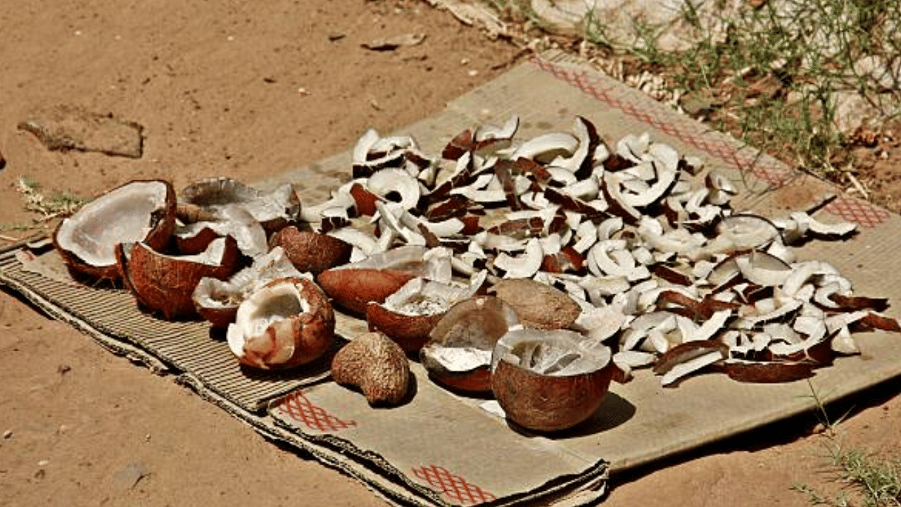 കൊപ്രയ്ക്കായി പ്രധാനമായും ആശ്രയിക്കുന്നത് തമിഴ്നാടിനെയാണ്. ഇതാണ് തമിഴ്നാട് ലോബിക്ക് സഹായമാകുന്നത്. ​ഗോഡൗണുകളിൽ കൊപ്ര പൂഴ്ത്തിവച്ച് കൃത്രിമമായി ക്ഷാമമുണ്ടാക്കി കൊള്ളവിലയ്ക്ക് വിൽക്കാനാണ് നീക്കം. (Image Credit: Getty Images)

