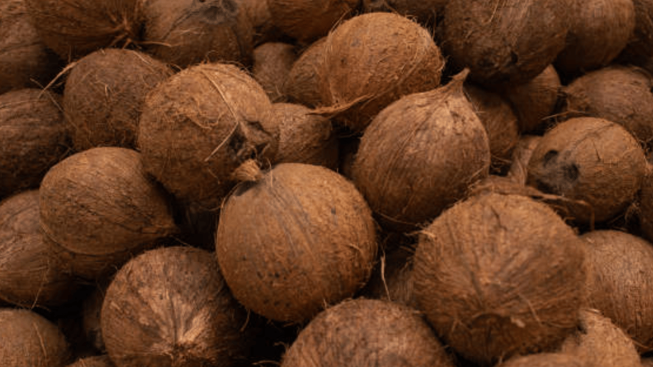 തമിഴ്നാട് ലോബിയുടെ വില വീണ്ടുമുയർത്താനുള്ള തന്ത്രങ്ങളാണ് കേരളത്തിലെ വെളിച്ചെണ്ണ വിലയെ സ്വാധീനിക്കാൻ സാധ്യതയുള്ളത്. ഇതിനായി കൊപ്രയുടെ വലിയ ശേഖരം പൂഴ്ത്തി വച്ച് കൃത്രിമക്ഷാമമുണ്ടാക്കാനുള്ള നീക്കം നടക്കുന്നുണ്ടെന്നാണ് വിവരം. (Image Credit: Getty Images)
