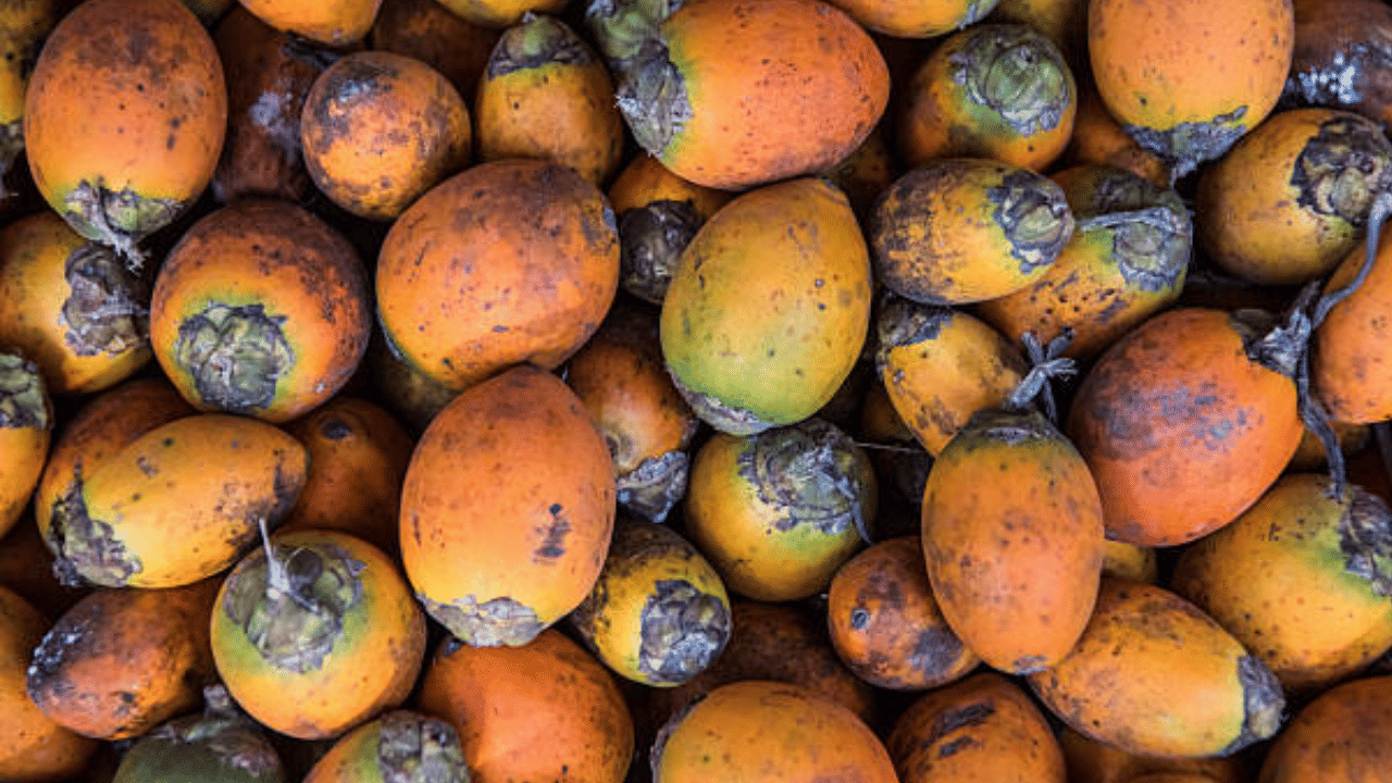 വെളിച്ചെണ്ണയോടൊപ്പം അടയ്ക്ക വിലയും ഉയരുന്നുണ്ട്. പുതിയ അടയ്ക്കയുടെ (കൊട്ടടക്ക) വില കിലോയ്ക്ക് 400 രൂപയിൽ നിന്നും 470 രൂപയിലേക്ക് ഉയർന്നു. പഴയ അടയ്ക്കയ്ക്ക് കിലോയ്ക്ക് 550 രൂപ വരെയാണ് നിലവിലെ വിപണി വില. (Image Credit: Getty Images)