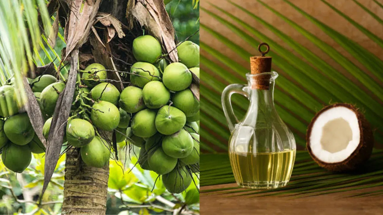 എണ്ണയും ഹൃദ്രോഗ സാധ്യതകളും പണ്ടു മുതൽ തന്നെ പഠന വിഷയമാണ്. ആരോഗ്യമുള്ള ഒരാൾ ദിവസവും 3 മുതൽ 4 ടീസ്പൂൺ വരെ (15-20 മില്ലി) എണ്ണ മാത്രമേ ഉപയോഗിക്കാൻ പാടുള്ളൂ.