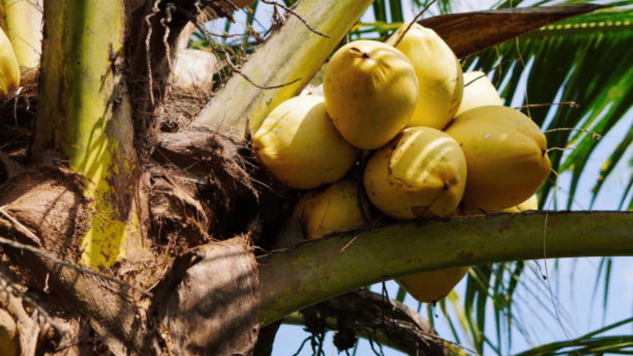 മണ്ഡല-മകരവിളക്ക് കാലത്ത് നെയ്‌ത്തേങ്ങയ്ക്കും വഴിപാട് തേങ്ങയ്ക്കും ഡിമാൻഡ് വർദ്ധിച്ചിരുന്നു. കൂടാതെ, കാലാവസ്ഥാ വ്യതിയാനവും തെങ്ങുകളെ ബാധിച്ച രോഗങ്ങളും കാരണം പലയിടങ്ങളിലും നാളികേര ഉൽപാദനത്തിൽ കുറവ് വരുത്തിയതായാണ് വിവരം.
