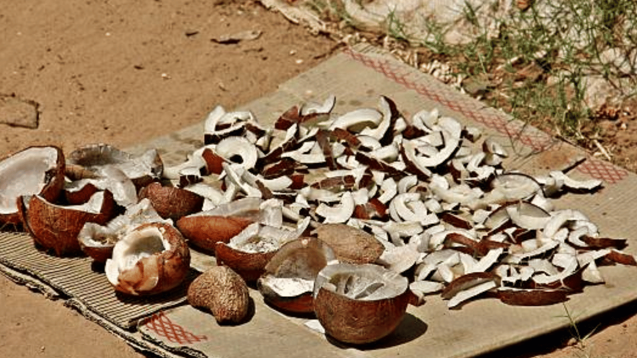 കൊപ്ര പൂഴ്ത്തിവച്ച് കൃത്രിമമായി ക്ഷാമമുണ്ടാക്കി കൊള്ളവിലയ്ക്ക് വിൽക്കാനാണ് നീക്കം. വെളിച്ചെണ്ണ വില വീണ്ടും ഉയർന്നാൽ വലിയ തിരിച്ചടിയാകും വ്യാപാരികൾക്ക് നൽകുന്നത്. കൂടാതെ മലയാളികളുടെ അടുക്കള ബജറ്റും താളം തെറ്റും. (Image Credit: Getty Images)