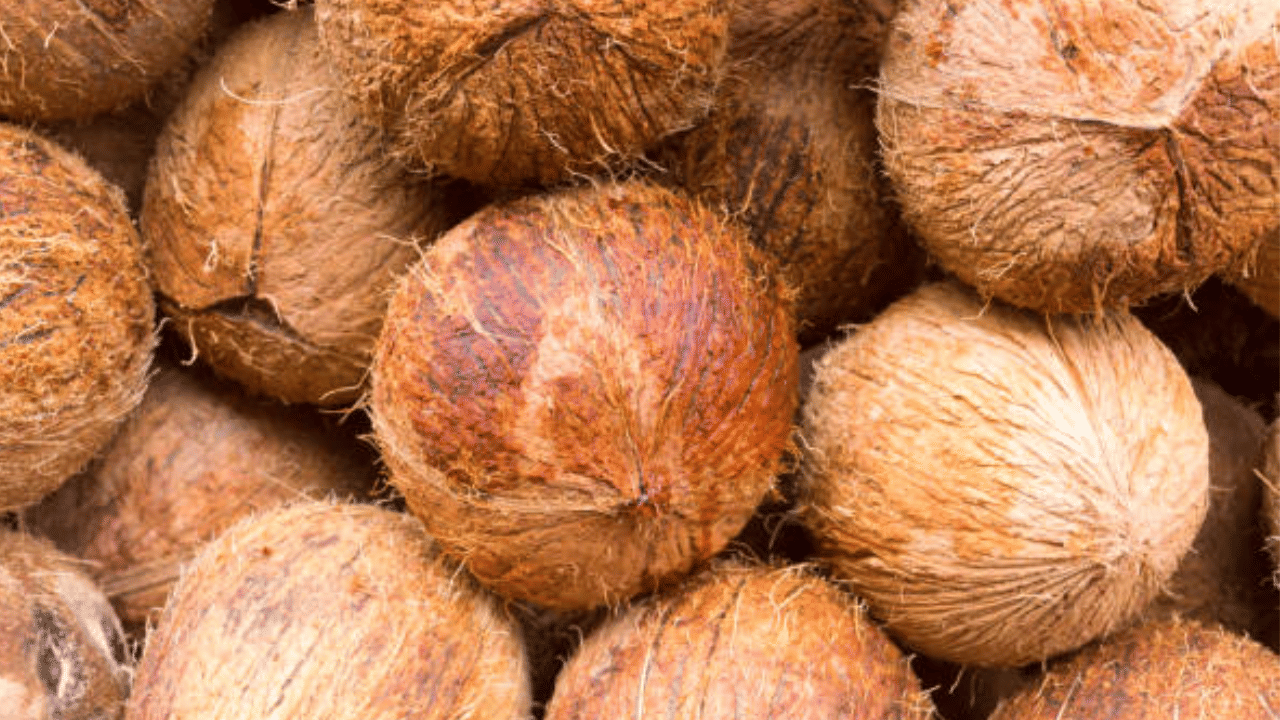 ആശ്വാസങ്ങൾക്ക് അറുതിവരുത്തി സംസ്ഥാനത്തെ തേങ്ങ വില. കേരളത്തിലെ വിവിധയിടങ്ങളിൽ തേങ്ങ വില കൂടുന്നുണ്ട്. ഡിസംബറിൽ തേങ്ങയുടെ വില 85 രൂപ വരെ ഉയർന്നിരുന്നു. എന്നാൽ പിന്നീട് വില 55 രൂപയിലേക്ക് വീണു. ഇപ്പോഴിതാ, വില വീണ്ടും ഉയരുകയാണ്.
