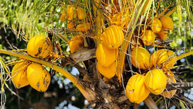 Coconut Price: തേങ്ങ വില ഉയരുന്നു, നൂറ് രൂപയ്ക്ക് എത്ര വാങ്ങാം?...