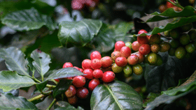 ട്രംപിന്റെ തീരുവയ്ക്ക് 'ചെക്ക്'; റഷ്യൻ മണ്ണിൽ ഇന്ത്യൻ കാപ്പി കാലം