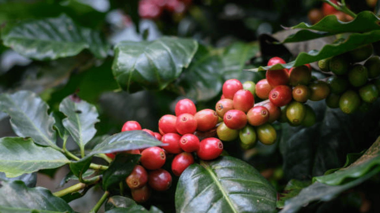 Coffee Price: ട്രംപിന്റെ തീരുവയ്ക്ക് ചെക്ക്; റഷ്യൻ മണ്ണിൽ ഇന്ത്യൻ കാപ്പി കാലം
