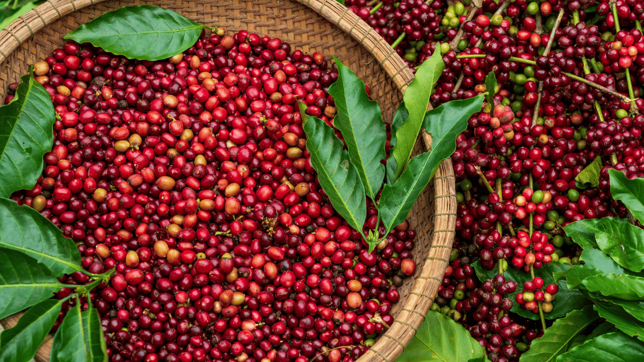 അതേസമയം കാപ്പിവില ഉയരുമോ എന്ന ആശങ്കയും നിലനിൽക്കുന്നുണ്ട്. ന്യൂനമർദ്ദം കാപ്പിവിളവെടുപ്പിനെ ബാധിച്ചിട്ടുണ്ട്. കാപ്പി വിളവെടുപ്പു മുടങ്ങിയതും കാപ്പി ഉണങ്ങാനാവുന്നില്ലെന്ന പ്രശ്നവും ആശങ്കയുണ്ടാക്കുന്നു. പലയിടത്തും കാപ്പി പഴുത്തുതുടങ്ങിയെങ്കിലും മഴകാരണം വിളവെടുപ്പ് നടത്തിയിട്ടില്ല. മഴ ശക്തമായാൽ അവ കൊഴിഞ്ഞുപോകുമെന്ന ആശങ്കയും കർഷകർക്കുണ്ട്. (Image Credit: Getty Images)