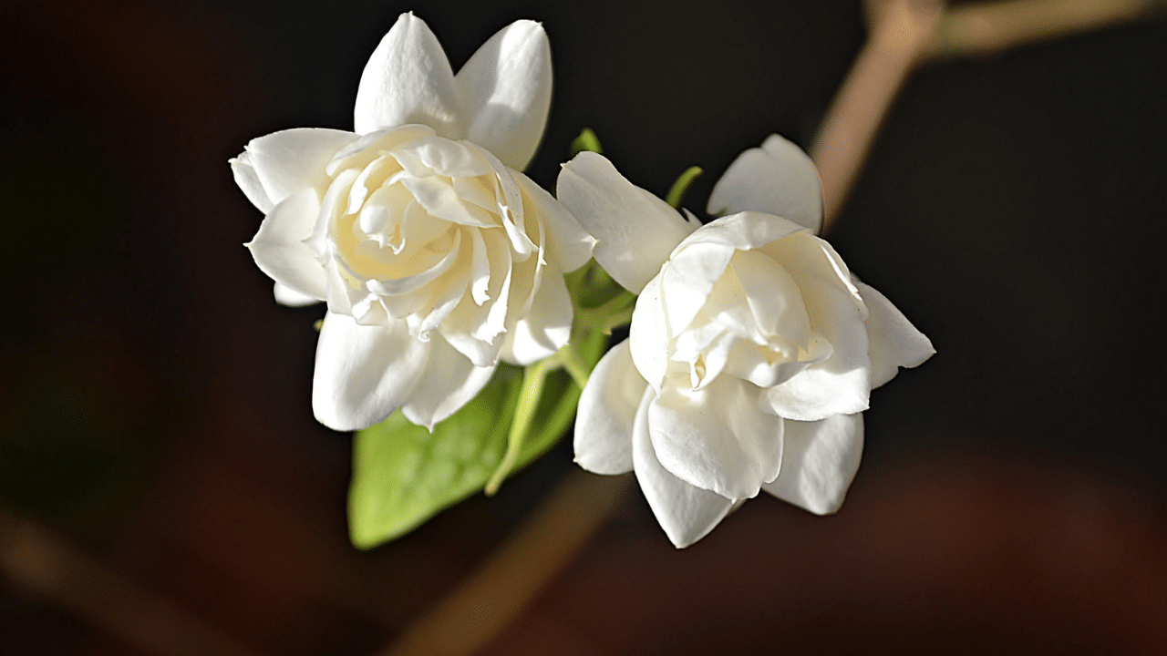 വിവാഹസീസണിൽ സാധാരണക്കാർക്ക് കനത്ത തിരിച്ചടി നൽകി വില കുതിക്കുകയാണ്. സ്വർണവില ഒന്നരലക്ഷത്തിലേക്ക് മുന്നേറുകയാണ്. ജിഎസ്ടിയും പണിക്കൂലിയും ചേരുമ്പോൾ പോക്കറ്റ് കാലിയാകുമെന്നതിൽ സംശയമില്ല. ഇപ്പോഴിതാ, മുല്ലപ്പൂ വിലയിൽ തിരിച്ചടിയാവുകയാണ്. തണുപ്പ് കൂടിയതോടെയാണ് വിപണിയിൽ മുല്ലപ്പൂവിന് വില കൂടിയത്.
