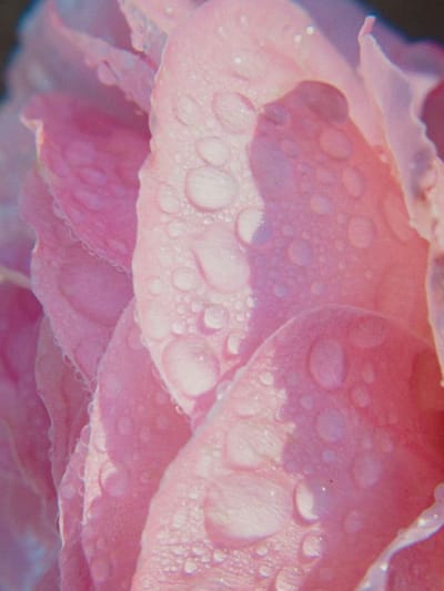 റോസാപ്പൂ മാജിക്, ടോണറായും മോയ്ചറൈസറായും ഒന്നുമതി