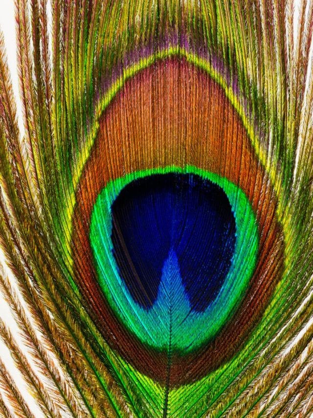 മയിൽപ്പീലി വച്ചാൽ വീട്ടിൽ പല്ലി വരില്ല... സത്യമാണോ, കാരണം