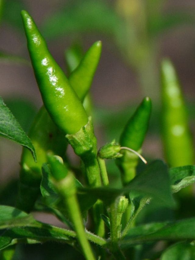 പച്ചമുളക് കേടുവരാതിരിക്കാൻ എന്താണ് വഴി? ഇത് ചെയ്യൂ