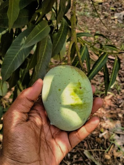 മാങ്ങ പഴുപ്പിക്കാൻ മാരകവിഷം ഉപയോ​ഗിച്ചോ എന്നറിയണോ